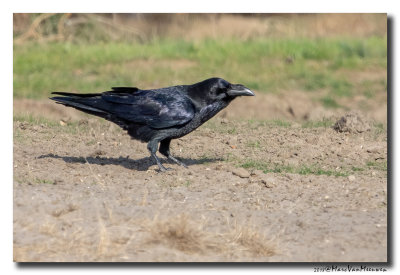 Raaf - Raven 