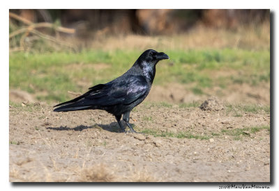 Raaf - Raven