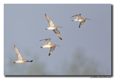 Regenwulp - Whimbrel