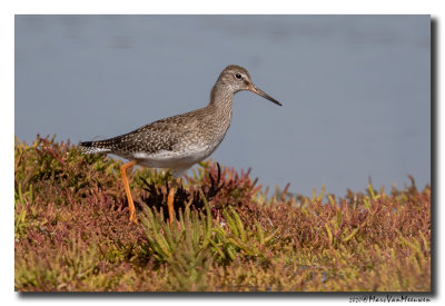 Tureluur - Redshank