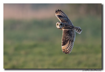 Velduil - Short-eared Owl