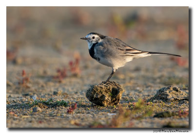 Witte Kwikstaart - White Wagtail