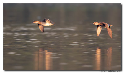 Wintertaling - Eurasian Teal