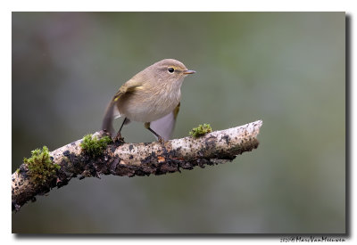 Tjiftjaf - Common Chiffchaff