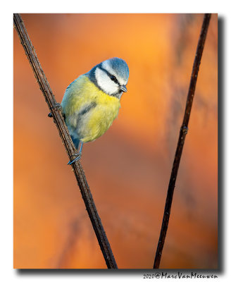 Pimpelmees - Blue Tit