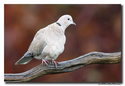 Turkse Tortel - Collared Dove