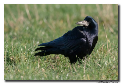 Roek - Rook