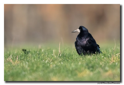 Roek - Rook