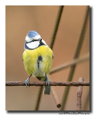 Pimpelmees - Blue Tit