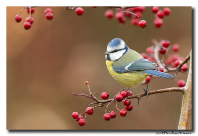Pimpelmees - Blue Tit