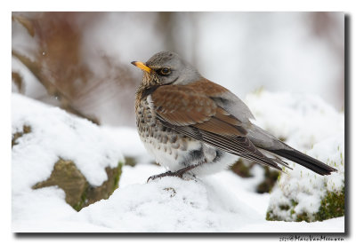 Kramsvogel - Fieldfare