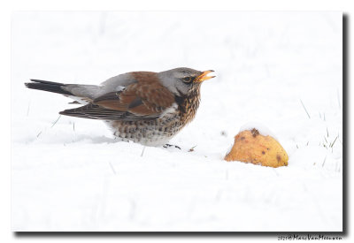 Kramsvogel - Fieldfare