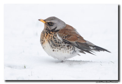 Kramsvogel - Fieldfare