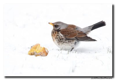 Kramsvogel - Fieldfare