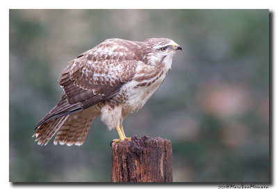 Buizerd - Buzzard