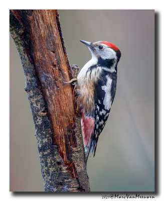 Middelste Bonte Specht - Middle Spotted Woodpecker
