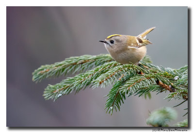 Goudhaan - Goldcrest