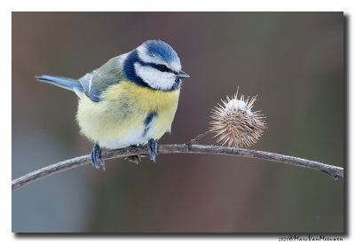 Pimpelmees - Blue Tit