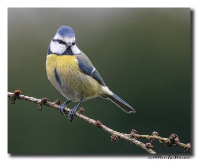 Pimpelmees - Blue Tit