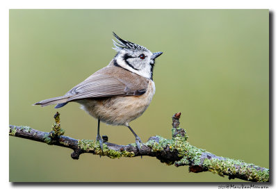 Kuifmees - Crested Tit