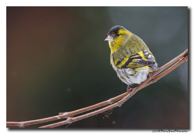 Sijs - Siskin