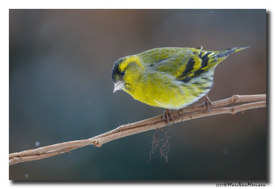 Sijs - Siskin
