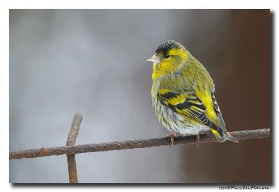 Sijs - Siskin