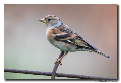 Keep - Brambling