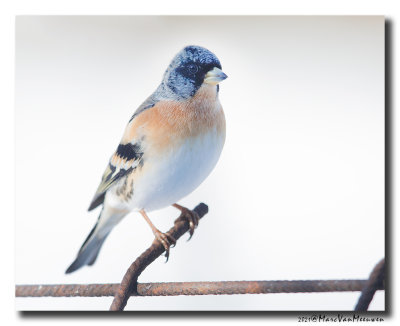 Keep - Brambling