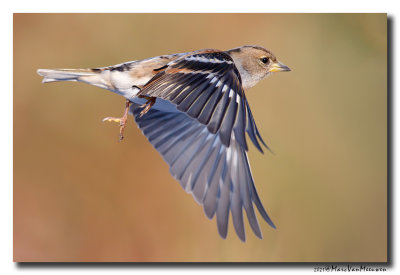 Keep - Brambling