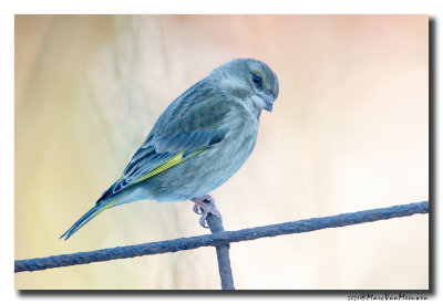 Groenling - Greenfinch