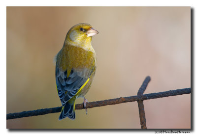 Groenling - Greenfinch