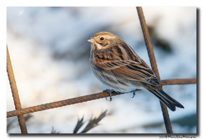 Rietgors - Reed Bunting 