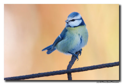 Pimpelmees - Blue Tit