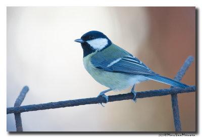 Koolmees - Great Tit