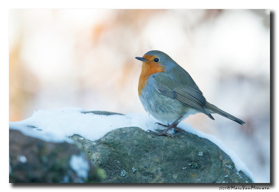 Roodborst - Robin