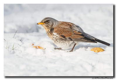 Kramsvogel - Fieldfare