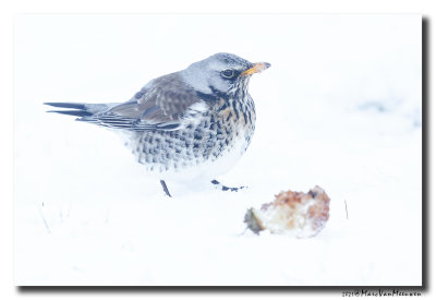 Kramsvogel - Fieldfare