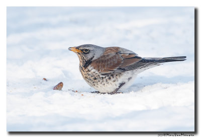 Kramsvogel - Fieldfare