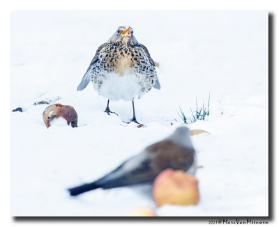 Kramsvogel - Fieldfare