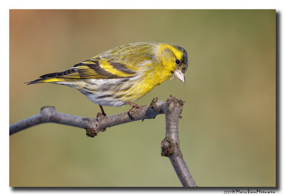 Sijs - Siskin