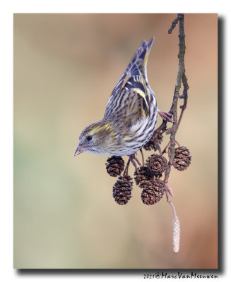 Sijs - Siskin