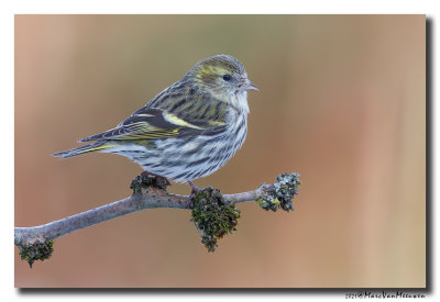 Sijs - Siskin