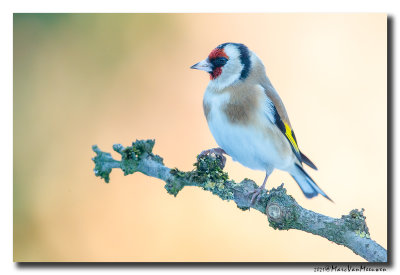 Putter - Goldfinch