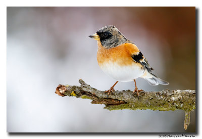 Keep - Brambling