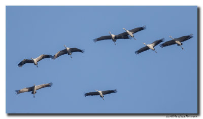Kraanvogel - Crane 