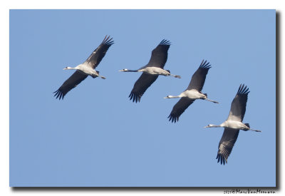 Kraanvogel - Crane 