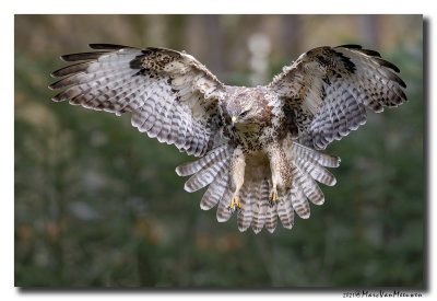 Buizerd - Buzzard
