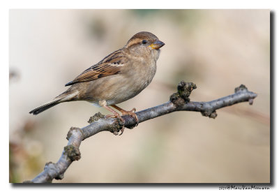 Huismus - House Sparrow