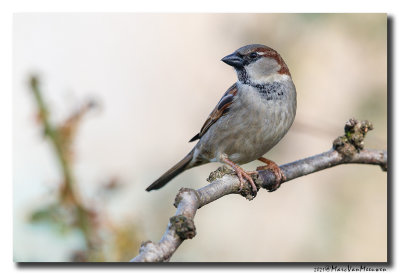 Huismus - House Sparrow
